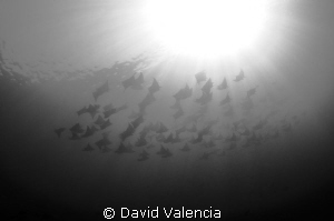 A school of mobulas split in half and went around us. The... by David Valencia 